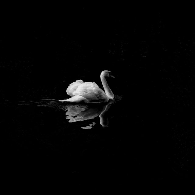 bird in water against dark solitude
