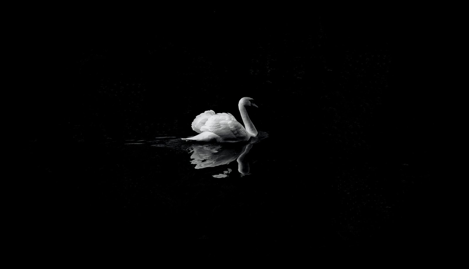 bird in water against dark solitude