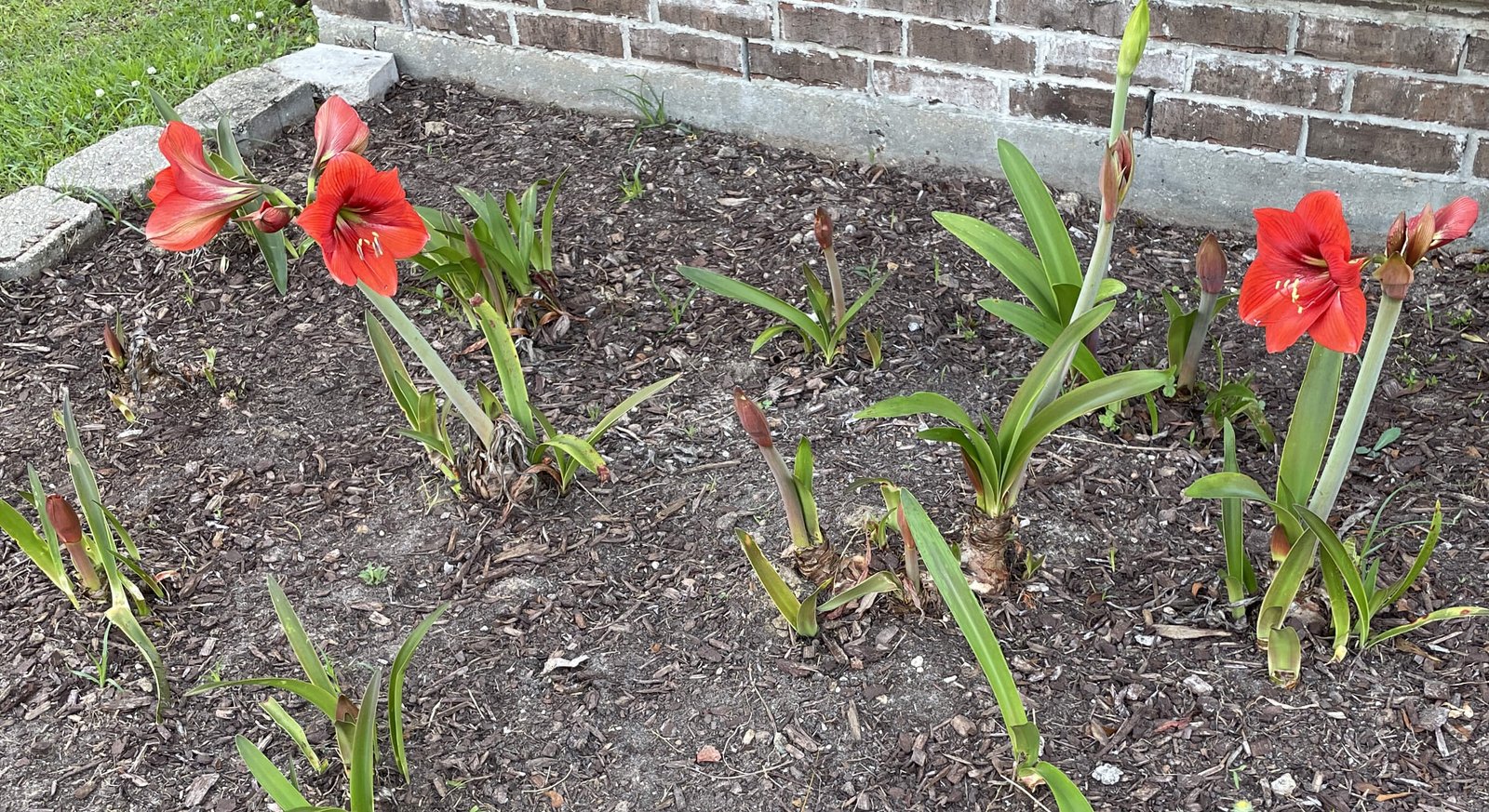 First Flowers of 2023 Here at Home